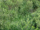 Prairie tourbeuse à Molinie colonisée par le piment royal (arbuste), protégé en Pays de Loire