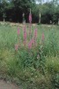 Prairie à Salicaire (rose), plante commune des milieux humides