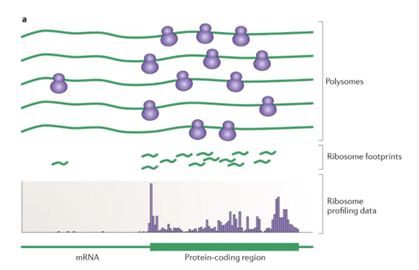 A diagram of a cell culture    AI-generated content may be incorrect.