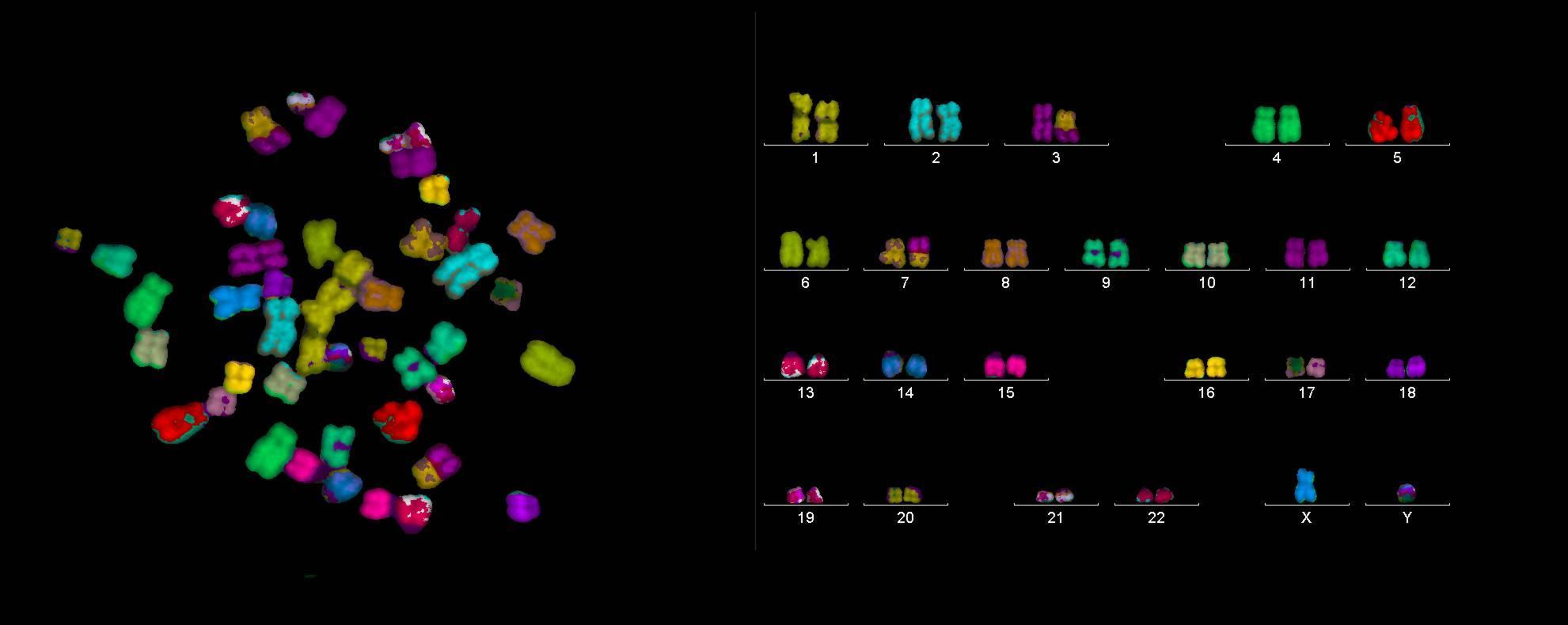 Figure 2 : Recherche d'aberrations chromosomiques (https://www.nasa.gov/mission_pages/station/research/experiments/271.html)