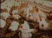 U2_Housing_Transport_Broilers_10